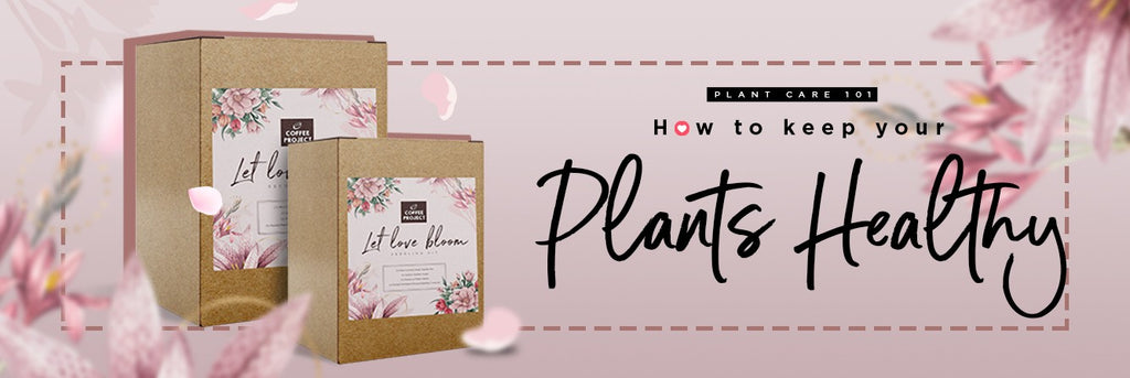 Plant Care Tips 101: How to Keep Your Plants Healthy
